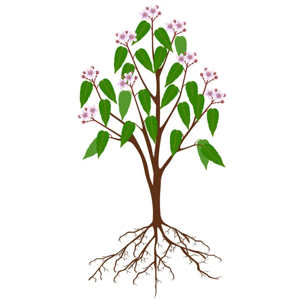 白地に花を咲かせるビシャオレラナやアナットの木 — ストックベクタ