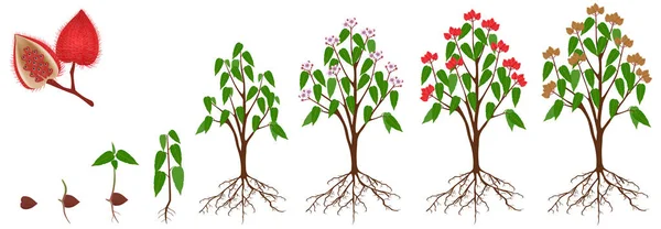Wachstumszyklus Einer Bixa Orellana Oder Anatto Pflanze Auf Weißem Hintergrund — Stockvektor