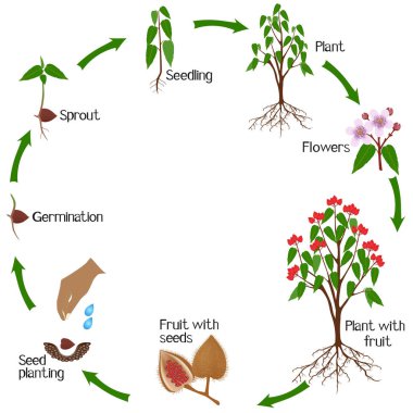 Beyaz bir zemin üzerinde bixa orellana veya anatto bitkisinin büyüme döngüsü.