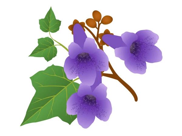 Paulownia Flores Con Hojas Brotes Aislados Sobre Fondo Blanco — Vector de stock