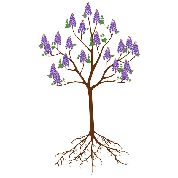 Paulownia Δέντρο Λουλούδια Λευκό Φόντο — Διανυσματικό Αρχείο