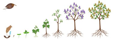 Beyaz arka planda bir paulownia bitkisinin büyüme döngüsü.