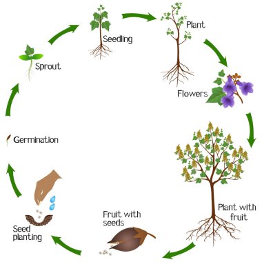 Beyaz arka planda bir paulownia bitkisinin büyüme döngüsü.