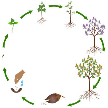 Beyaz arka planda bir paulownia bitkisinin yaşam döngüsü.