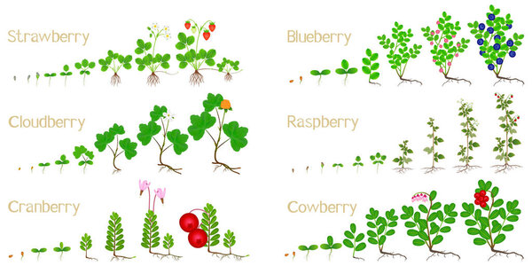 Set of growth cycles of forest berries on a white background.
