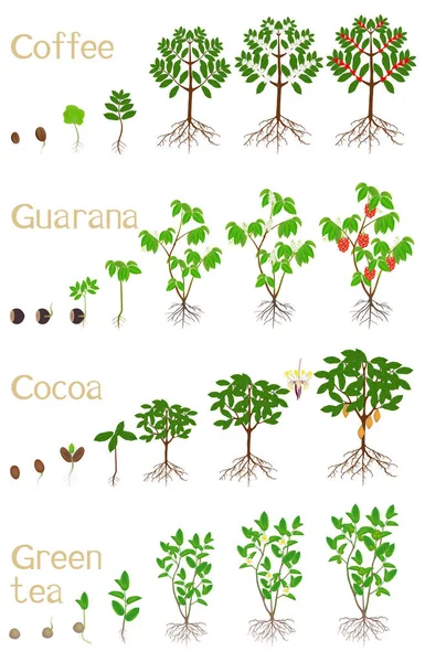 Set Siklus Pertumbuhan Tanaman Minuman Pada Latar Belakang Putih - Stok Vektor