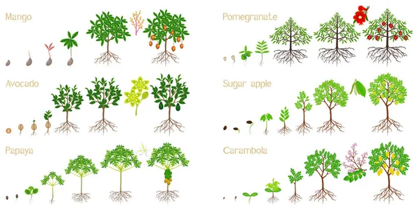 Conjunto Ciclos Crecimiento Plantas Exóticas Sobre Fondo Blanco — Archivo Imágenes Vectoriales