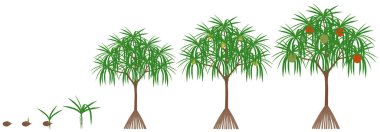 Pandanus Sektorius ağacının beyaz zemin üzerinde hala meyvesi olan büyüme döngüsü.