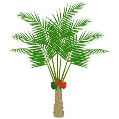 Beyaz arka planda meyveleri olan yağ palmiyesi.