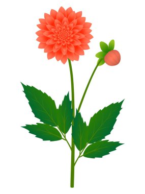 Beyaz arka planda izole edilmiş yıldız çiçekleri olan dal.