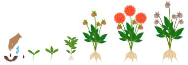 Beyaz arka planda izole edilmiş bir yıldız çiçeğinin büyüme döngüsü.