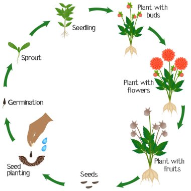 Beyaz arka planda bir yıldız çiçeğinin büyüme döngüsü.