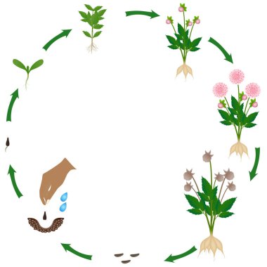 Beyaz arka planda yıldız çiçeklerinin yaşam döngüsü.