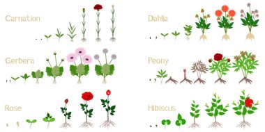 Set of growth cycles of flowers on a white background. clipart
