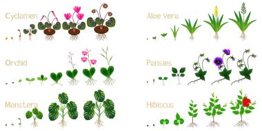 Büyüme döngüleri beyaz bir çiçek üzerinde.