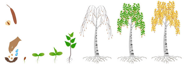 Цикл роста березы на белом фоне.