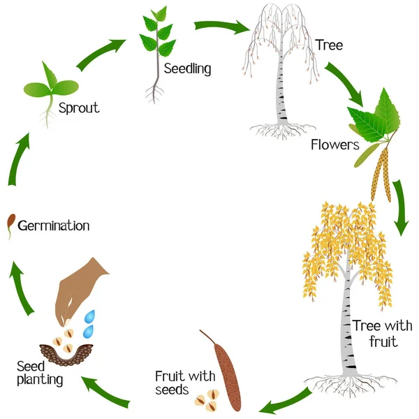 Growth Cycle Birch Plant White Background — Stock Vector