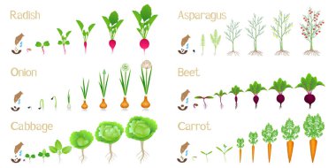 Set of cycles of growth of vegetables on a white background. clipart