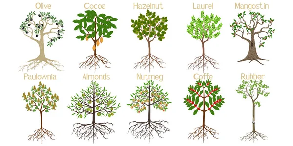 Uppsättning Träd Med Rötter Och Frukter Isolerade Vitt — Stock vektor