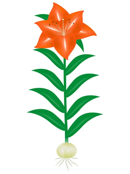 Лили Растение Клубня Белом Фоне — стоковый вектор