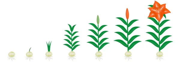 白い背景に隔離されたユリ植物の成長のサイクル — ストックベクタ