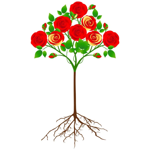 Роза Дерево Красными Желтыми Цветами Изолированы Белом — стоковый вектор