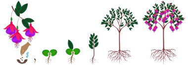 Cycle of growth of a fuchsia plant from seeds on a white background.