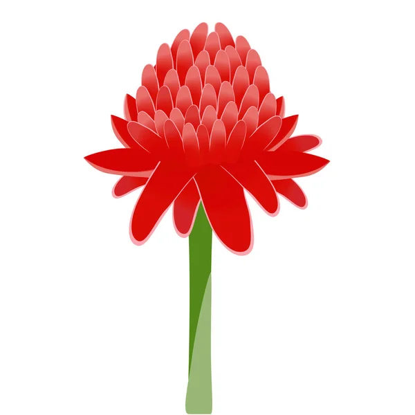 Etlingera Elatior Κόκκινο Πυρσό Λουλούδι Τζίντζερ Απομονωμένο Λευκό Φόντο — Διανυσματικό Αρχείο