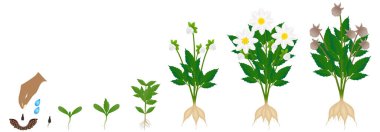 Bir yıldız çiçeğinin beyaza izole edilmiş büyüme döngüsü.