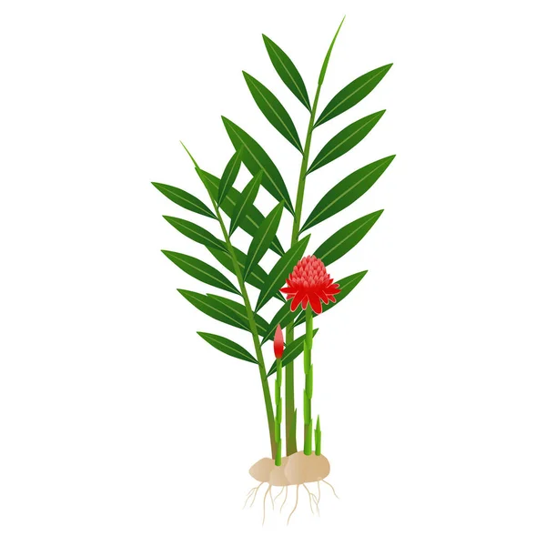 Etlingera Elatior Kökleri Beyaz Arkaplanda Kırmızı Meşale Çiçeği — Stok Vektör