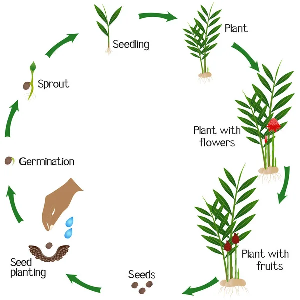 白い背景にエトリングラの生姜の植物の成長サイクル — ストックベクタ
