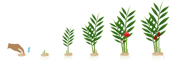 Zykluswachstum Der Ingwerpflanze Etlingera Aus Dem Rhizom Auf Weißem Hintergrund — Stockvektor