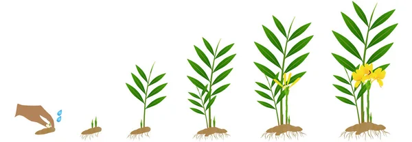 Κύκλος Ανάπτυξης Του Φυτού Τζίντζερ Zingiber Officinale Από Ρίζωμα Λευκό — Διανυσματικό Αρχείο