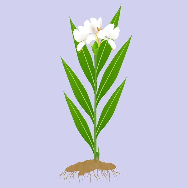 Hedychium Coronarium Plante Gingembre Avec Des Racines Sur Fond Violet — Image vectorielle