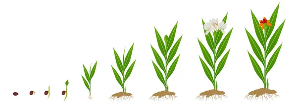 Ciclo Crescimento Planta Gengibre Hedychium Coronarium Partir Sementes Fundo Branco —  Vetores de Stock