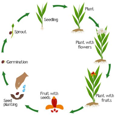 Beyaz arka planda hedychium koronaryum zencefil bitkisinin büyüme döngüsü.