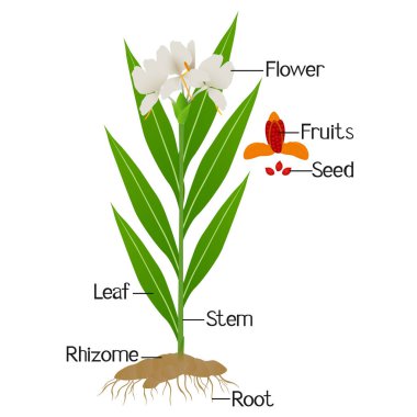 Hedychium koronaryum zencefil bitkisinin bir kısmı beyaza izole edilmiş..