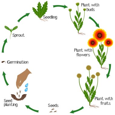Bir gaillardia çiçeğinin beyaz bir çiçeğin büyüme döngüsü.