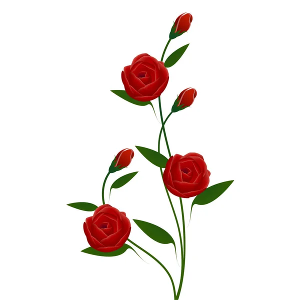 白い背景に蕾を持つ赤いバラの抽象的な花束 — ストックベクタ