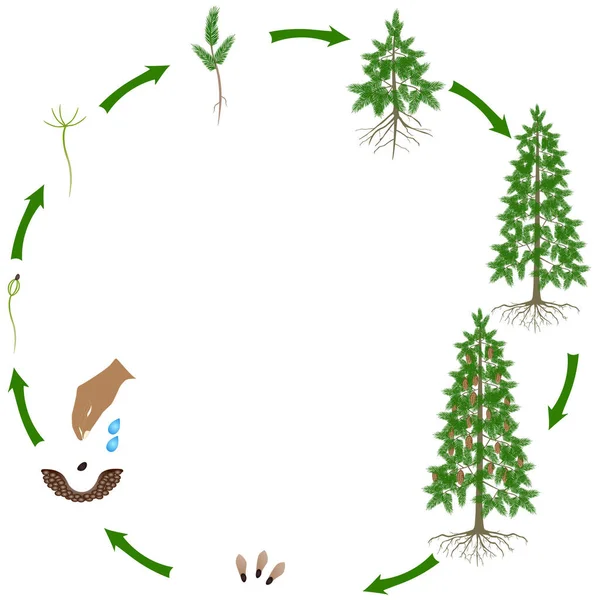 Ciclo Crecimiento Abeto Sobre Fondo Blanco — Archivo Imágenes Vectoriales