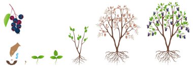 Beyaz zemin üzerinde izole edilmiş irga bitkisinin büyüme döngüsü.