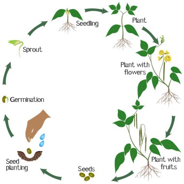 A growth cycle of mung bean plant on a white background.