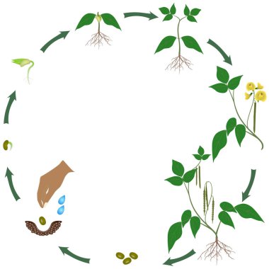 Mung fasulyesinin yaşam döngüsü beyaz arka planda.