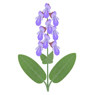 Beyaz arkaplanda yaprakları ve çiçekleri olan bilge bir dal.