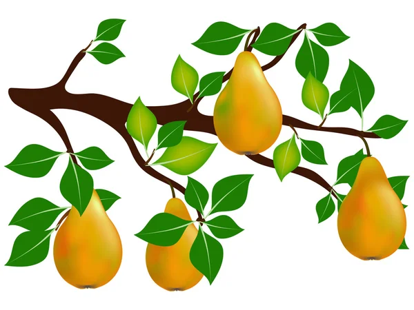 Pears on a branch. — Stock Vector