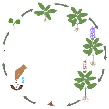 Beyaz arka planda adaçayı bitkisinin yaşam döngüsü.