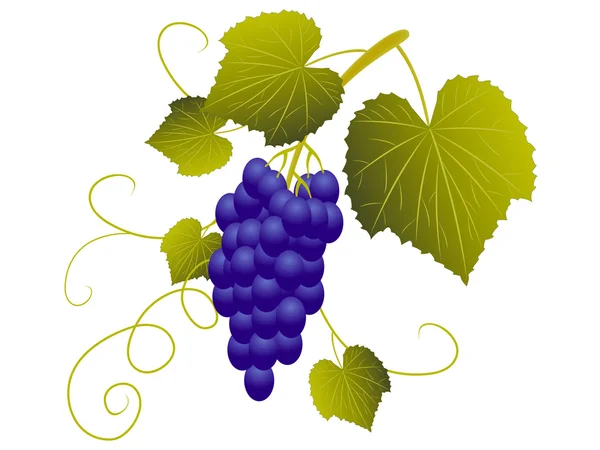 Un racimo de uvas azules . — Vector de stock