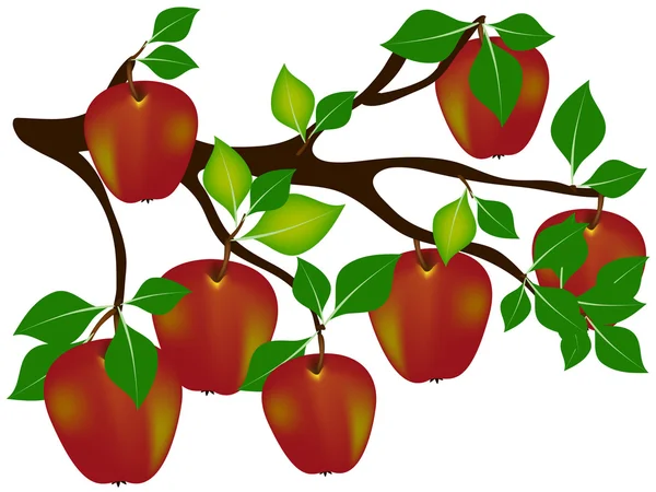 Manzanas rojas en una rama. — Vector de stock