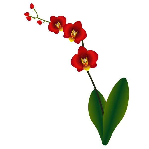 Illustration orchidée rouge . — Image vectorielle
