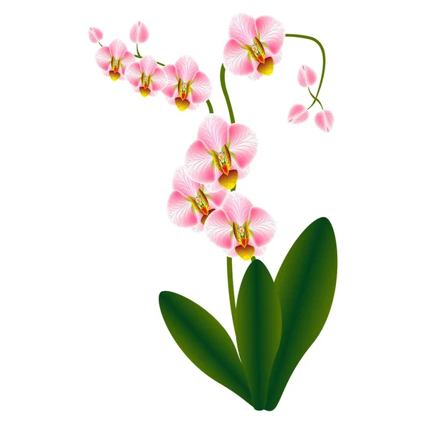 Illustration orchidée rose . — Image vectorielle